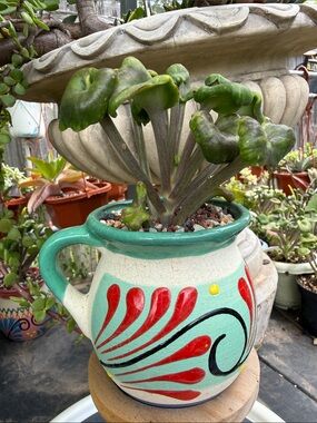 Extremely Rare & Exotic Live Succulent Plant in pot “Kalanchoe Angel Trumpet”